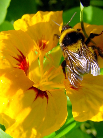beau temps...bourdon...jolie fleurs...printemps...bientôt les vacances...
